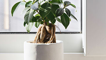 Tipologii de deschidere